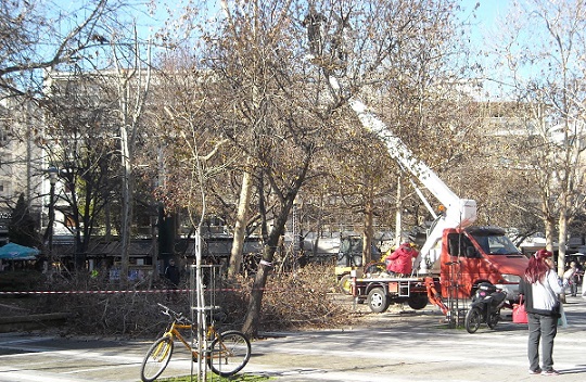 Λάρισα: Κλαδέματα δέντρων στο κέντρο