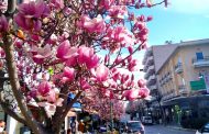 «Μύρισε» άνοιξη με τις ανθισμένες μανόλιες στο κέντρο της Λάρισας